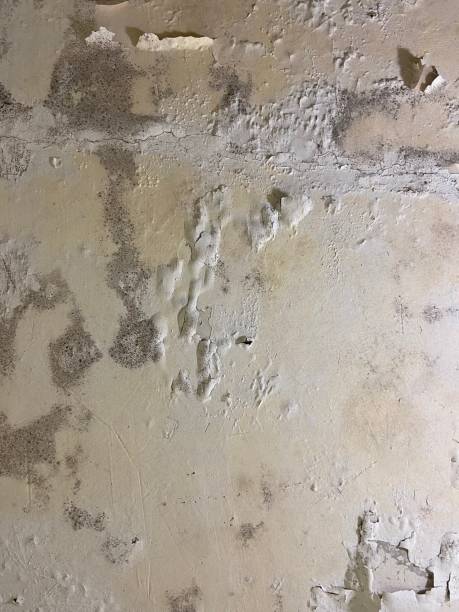 Best Mold Testing  in Southmayd, TX