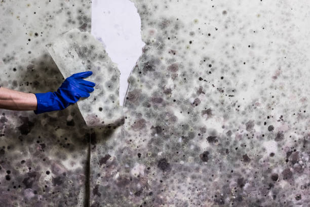 Best Emergency Mold Removal  in Southmayd, TX